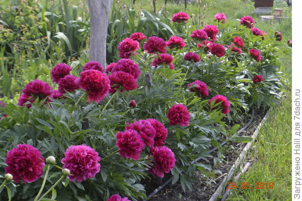 Эти пионы Вам хоть и виртуальные.