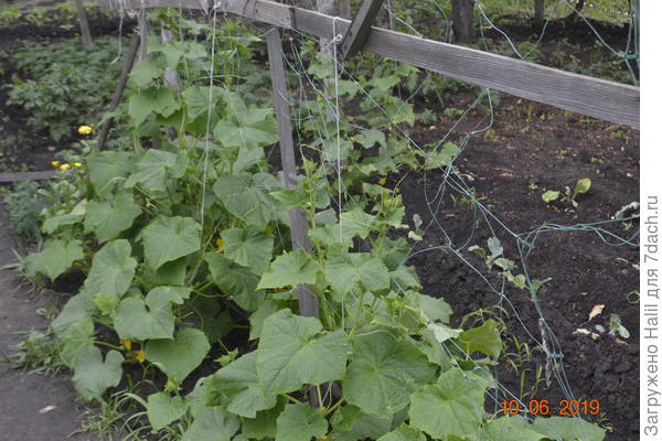 Это фото сфотографировал до удаления нижних листьев.