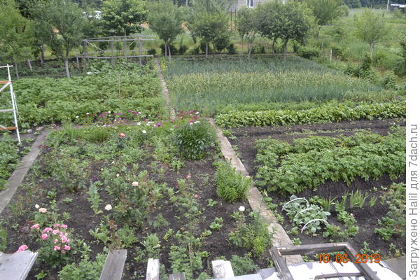 Вот мой огород общий вид,да сорная трава растет,но его убираю.
