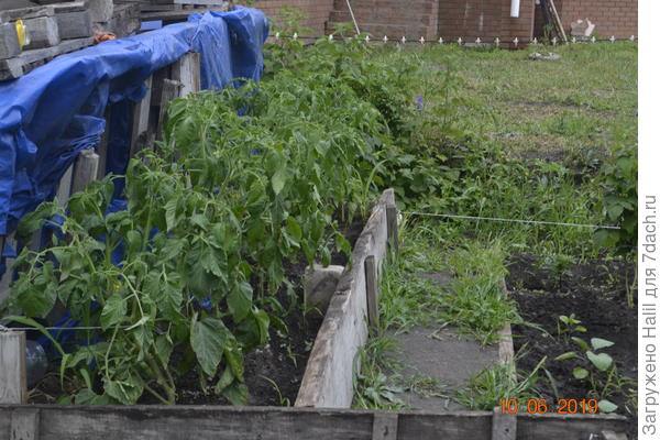 Вот мои помидоры и никакими химическими удобрениями не пользуюсь и всякими,препаратами.