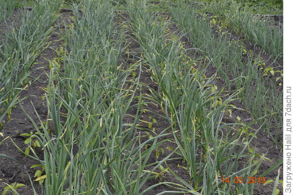 Вот так выращиваю помидоры и перец в чесноке и луке.