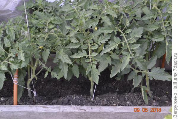 Вот так обрезаю,правда фото прошлого года,есть и этого года но фото с фотоаппарата не выставлено в компьютер,как дочь установить в компьютере могу выставить.