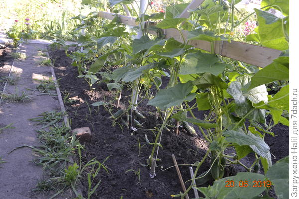 У огурцов тоже обрезаю нижние листья.