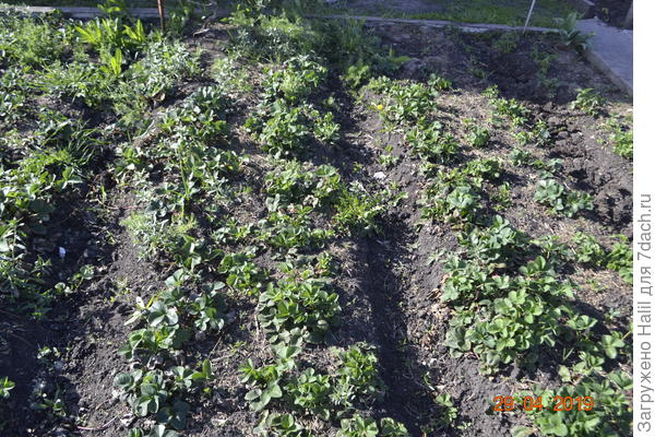 Вот так выращиваю клубнику.