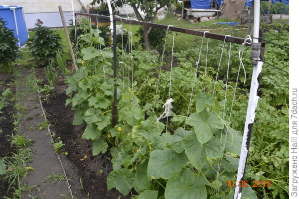 Вот так выращиваю огурцы на шпалере.
