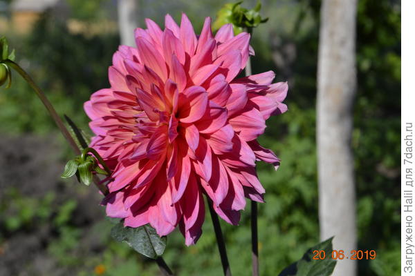 Вот моя георгина,много лет выращиваю георгины ни разу не болели в огороде не применяю никакие химические удобрения и химические препараты.