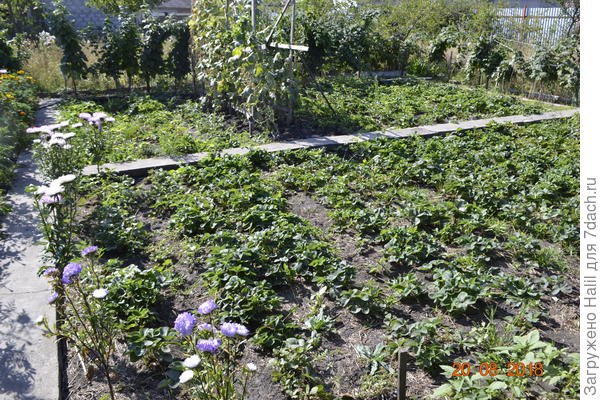 Вот так заросла клубника.