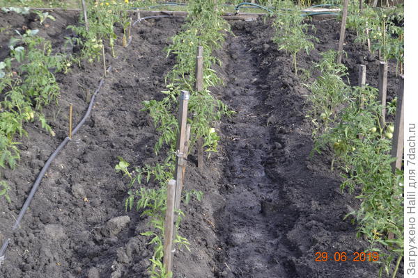 Так же после уборки лука растет помидоры.И всю растительность в огороде поливаю по бороздкам(по канавкам).