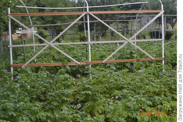 Вот такая шпалера.