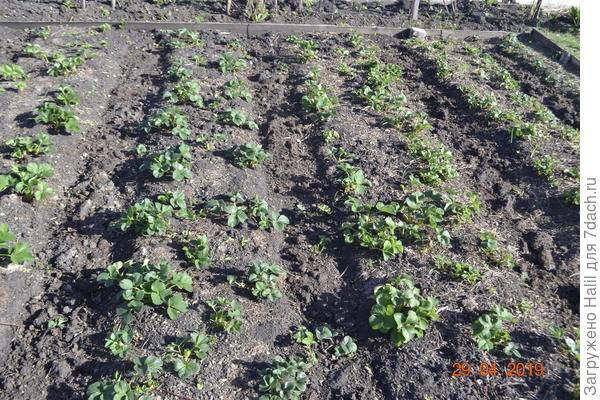 Вот так обрезаю литья за сезон раза 3-4.