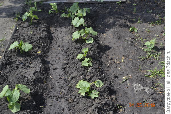 Убрал пленку и продолжают дальше расти.