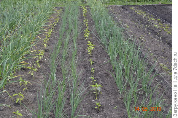 Вот так растет рассада помидор и перца