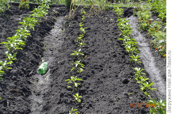 Поливаю по бороздкам.