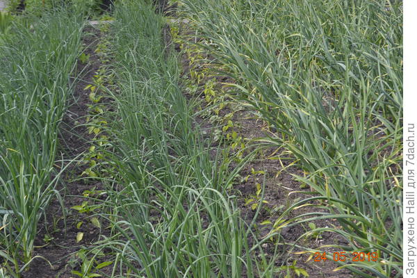 А вообще рассаду сажаю в лук и чеснок и после уборки лука и чеснока земля не пустует до поздней осени.