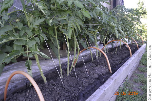 А здесь посажено рядом с навесом.