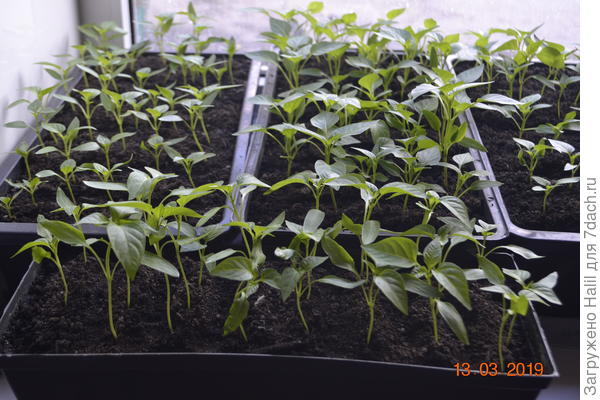 Рассада перца сладкого,а на переднем плане рассада горького перца.