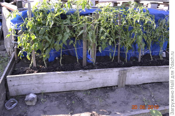 А эти помидоры растут возле навоза,синей пленкой накрыт навоз и хорошо перегнивает.