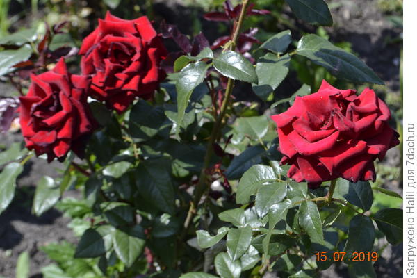 А эти розы Вам хоть виртуальные,но для положительной эмоций.