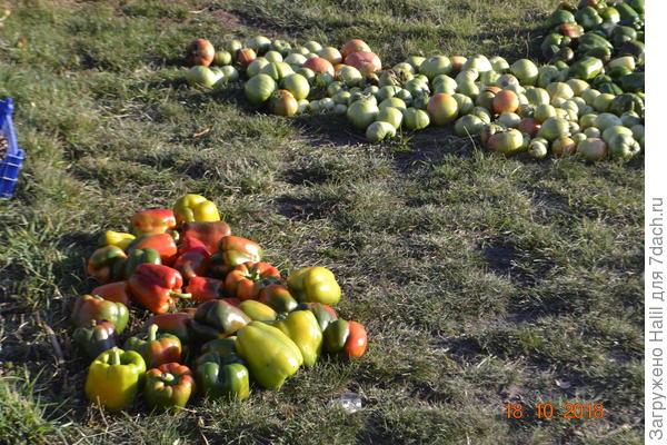 В этом году у нас лето как весна и осень,нет тепла.