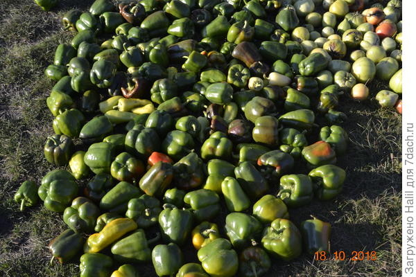 Вот такие перцы и помидоры получил в прошлом году.