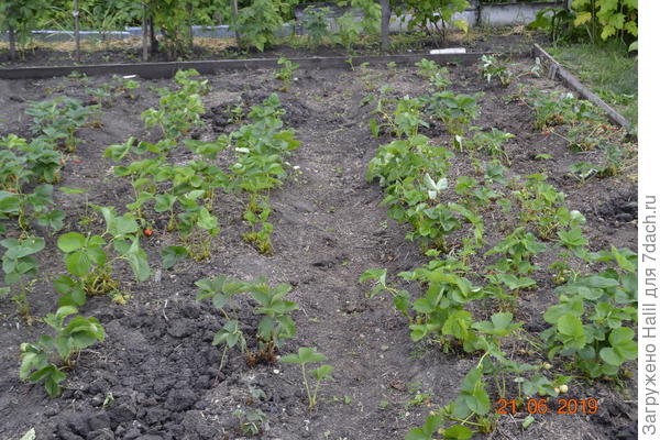 За сезон раза 3-4 обрезаю старые,больные листья и усы.