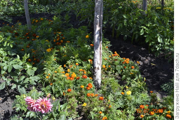 У меня в огороде растут бархатцы,помогают ли они от вредителей не знаю не замечал.