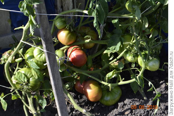 Вот такой урожай.