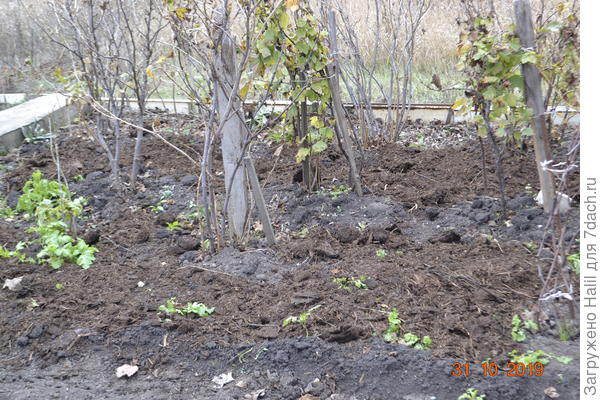 А здесь навозом покормил смородину,весной перекопаю и дам картофель остатки после зимы.ну конечно картофель размельчу.