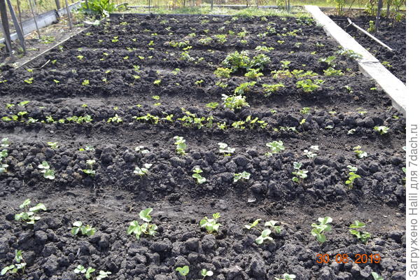 За сезон у клубники раза 3-4 обрезаю старые  больные листья и усы.