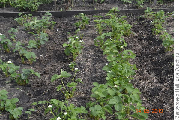 А клубнику выращиваю как показано на фото,никакими химическими удобрениями не кормлю,кроме навоза и навоза-перегноя и поливаю по бороздкам(по канавкам),а в бороздки кладу навоз или навоз-перегной и поливаю.