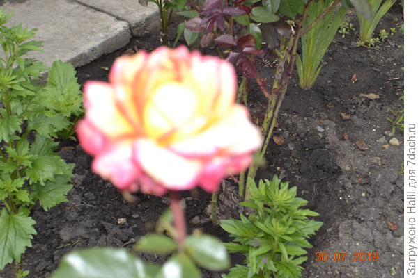 А роза Вам хоть и виртуально.