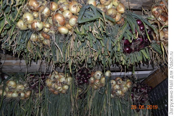 Так сушу лук после уборки,а когда высохнет ботва,ботву срезаю и продолжаю хранить.