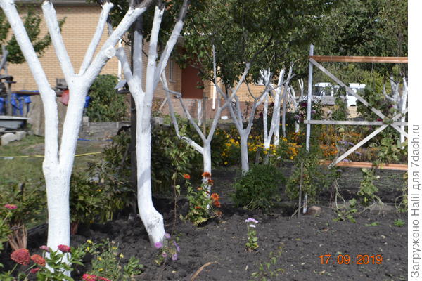 Вот с левой стороны под деревьями видны кусты пионов.