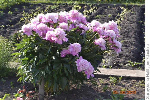 А этот куст растет среди роз.