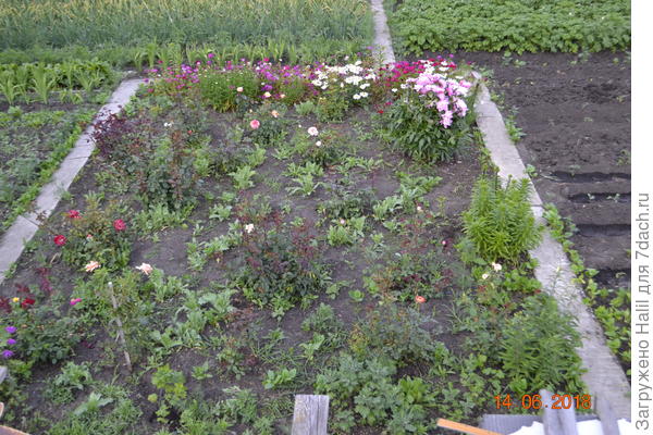 Вот этот же куст с правой стороны на дальном углу.