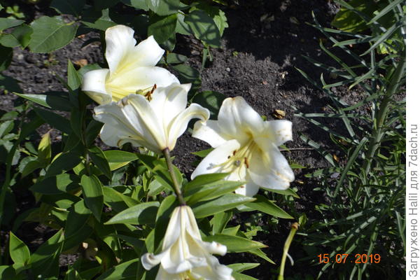 А эти цветы Вам,хотя Вы в обиде на меня.