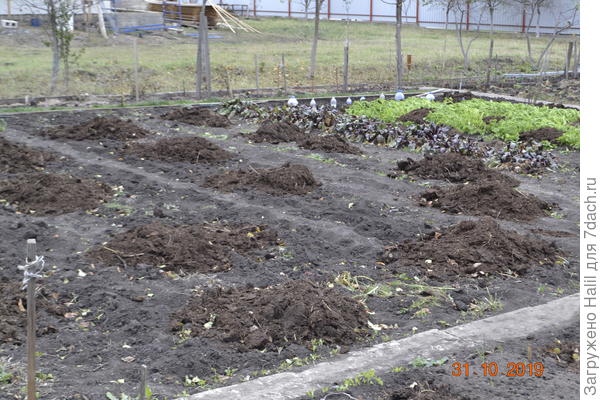 Вот так подготовил огород к зиме.Занавозил под зиму.