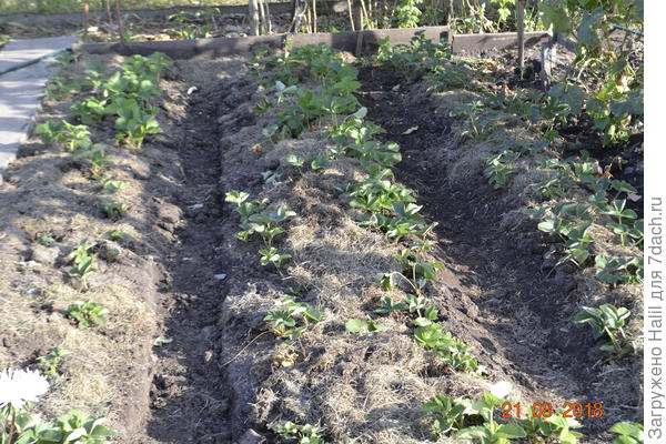 Вот так мульчирую клубнику.