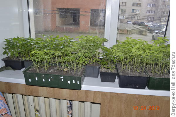 Вот моя рассада,применяю грунт огородный и добавляю в огородный грунт навоз-перегной и один пакет 10 литровый покупного грунта на мешок огородного грунта.