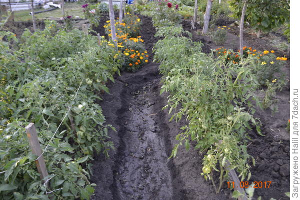 Вот так поливаю,но здесь поработал мотыгой,который выставил выше фото.