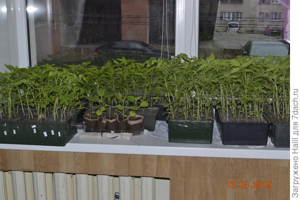 Вот так выращиваю рассаду на подоконнике.