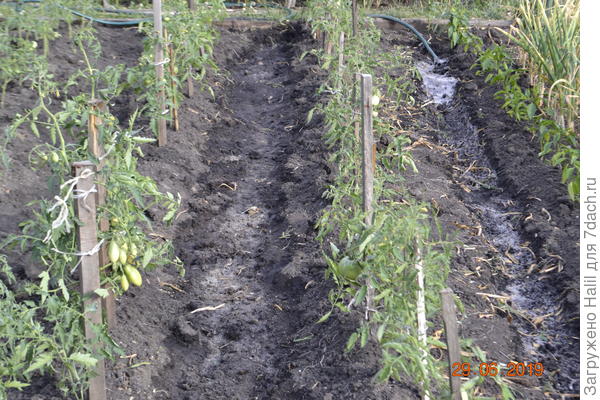 А здесь растут помидоры.