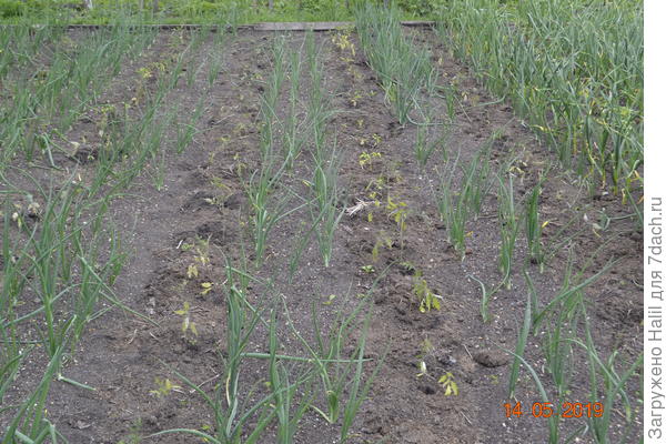 А здесь помидоры