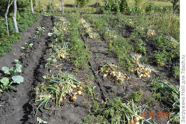 Уборка лука