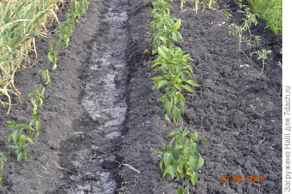 Вот так растет перец после уборки чеснока.И поливаю по бороздкам,а не лейкой поверх растения.