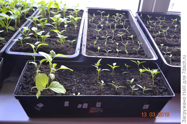 Для посадки семян помидор ящики заполняю не полностью,по мере роста рассады досыпаю грунт до полноты ящичков. Рассаду помидор не пикирую и не трогаю до высадки в открытый грунт.