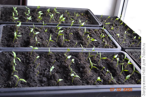 В маленьких ящичках,перец острый.