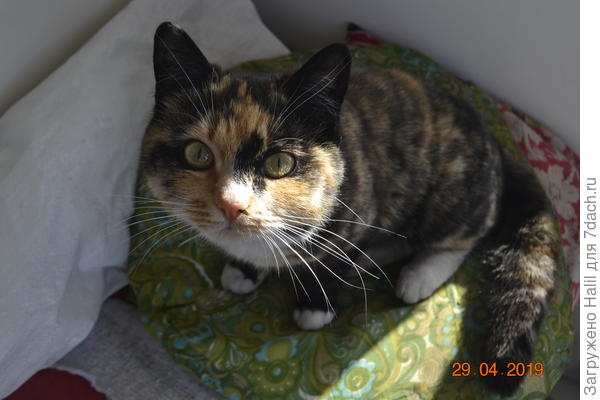 Вот трёх цветная кошка,очень хорошо ловит мышей в огороде