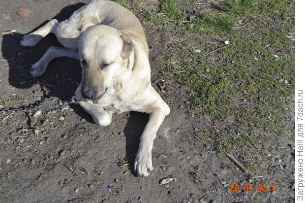 Вот собака  породы&amp;quot;Алабай&amp;quot;