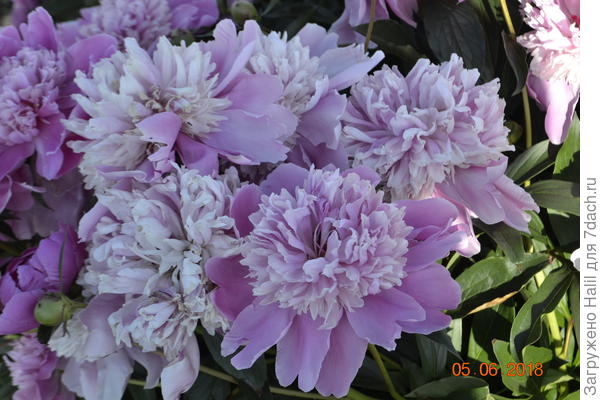 Может и не такие,их много сортов.